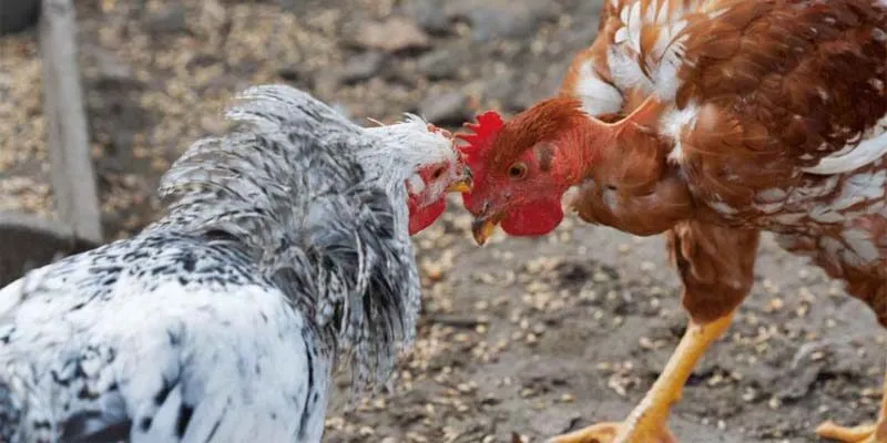 Đá gà cựa dao là bộ môn hấp dẫn nhất hiện đại