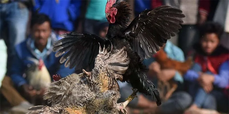 Đá gà đòn là bộ môn không còn xa lạ gì với kê thủ Việt Nam