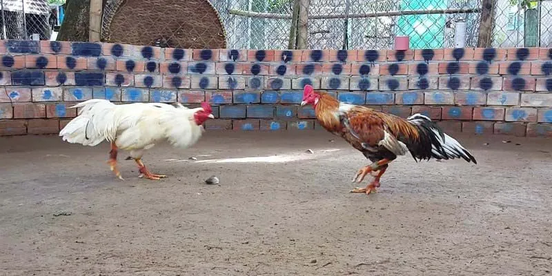 Đá Gà Cựa Dao - Mãn Nhãn Với Những Trận Chiến Nảy Lửa