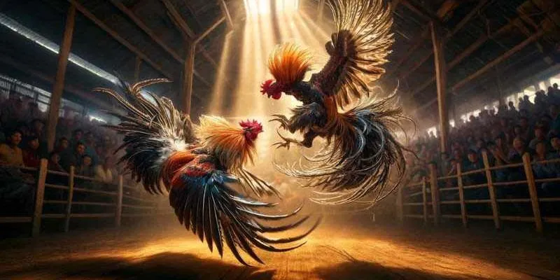 Đá Gà Đòn – Bộ Môn Thể Thao Hấp Dẫn Và Đầy Kịch Tính