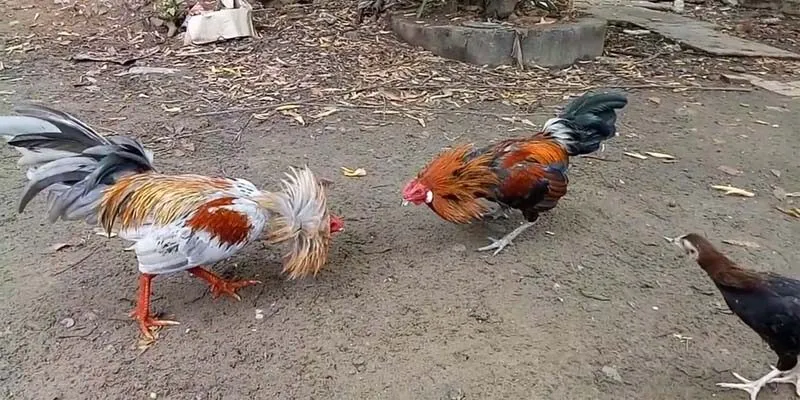 Gà tre là những chiến kê dũng mãnh và được yêu thích nhất