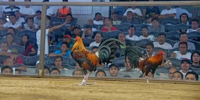 Giờ đây, các bạn có thể theo dõi những trận đấu gà nòi ngay trên điện thoại của mình