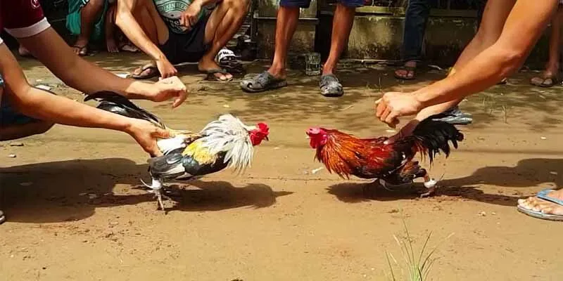 Đá gà trực tiếp mang đến sự tiện lợi, dễ dàng tiếp cận với người chơi