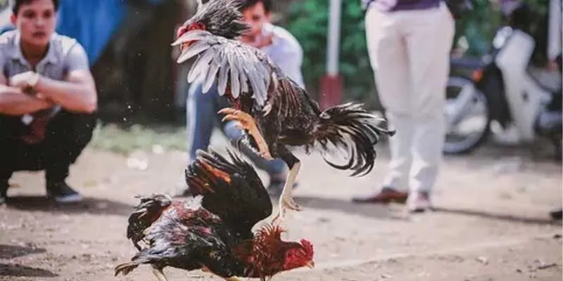 Chọi gà miền Tây mang những nét đặc trưng riêng cho vùng đất này